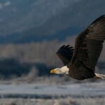 SE-Eagles-16