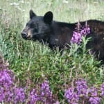 bear-1