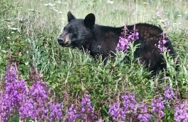 bear-1