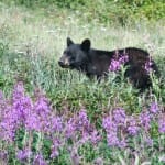 bear-1