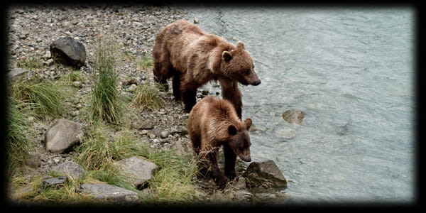 beartours bigpic