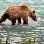 bear