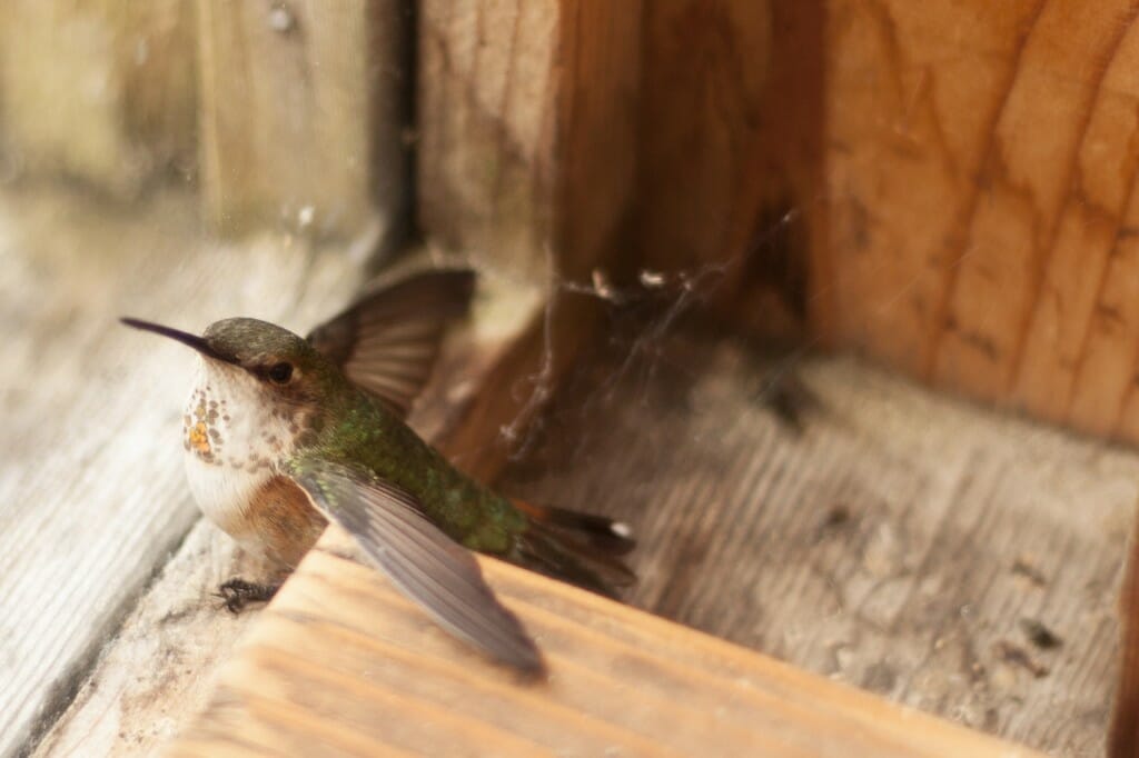 © Brooke Foorman 2014