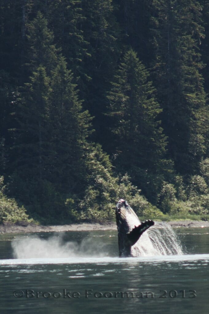 © Brooke Foorman 2013