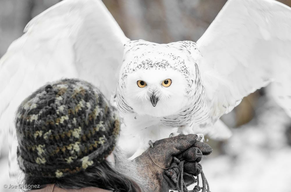 Snowy Owl Today!