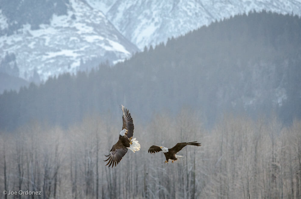 In Flight Eagle Battle