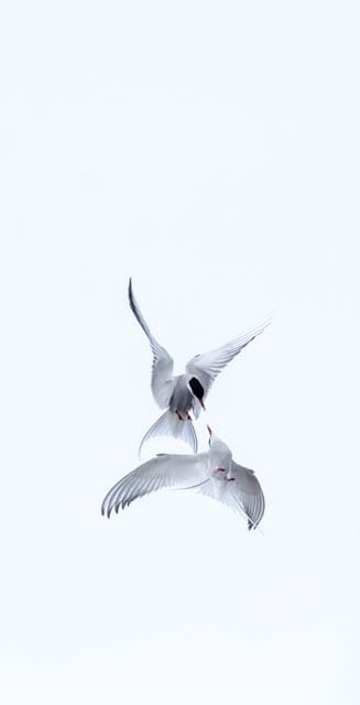 Tern Ballet