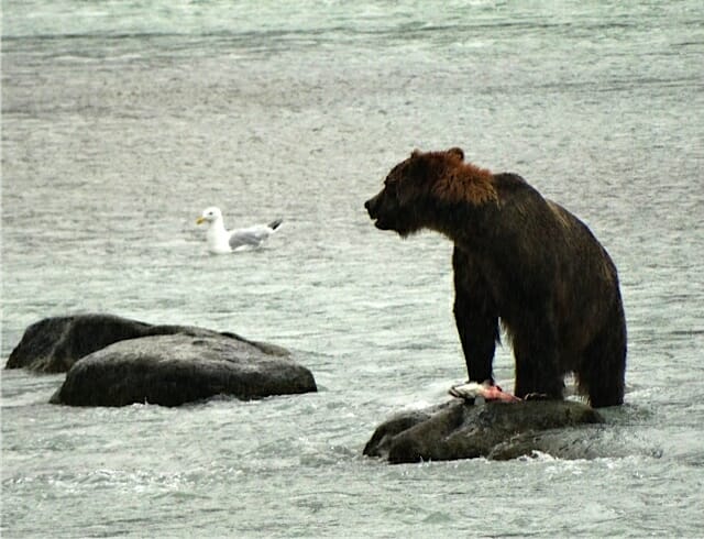 Chilkoot Bears 1 ©2015 Jan Zimmerman