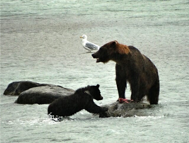 Chilkoot Bears 2 ©2015 Jan Zimmerman