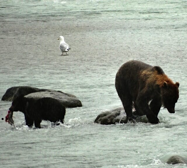Chilkoot Bears 3 Jan Zimmerman ©2015