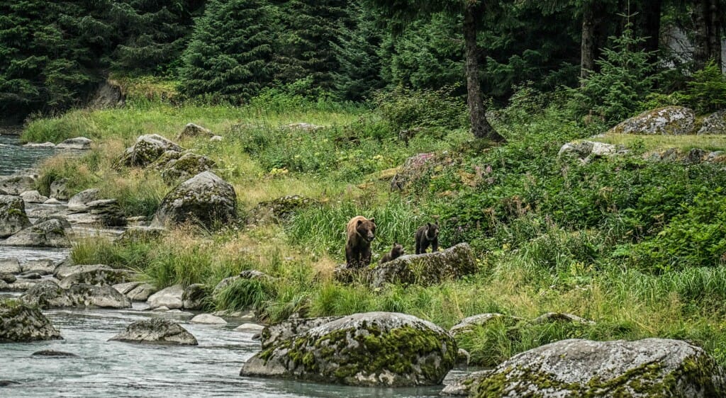 Speedy & her Cubs Full