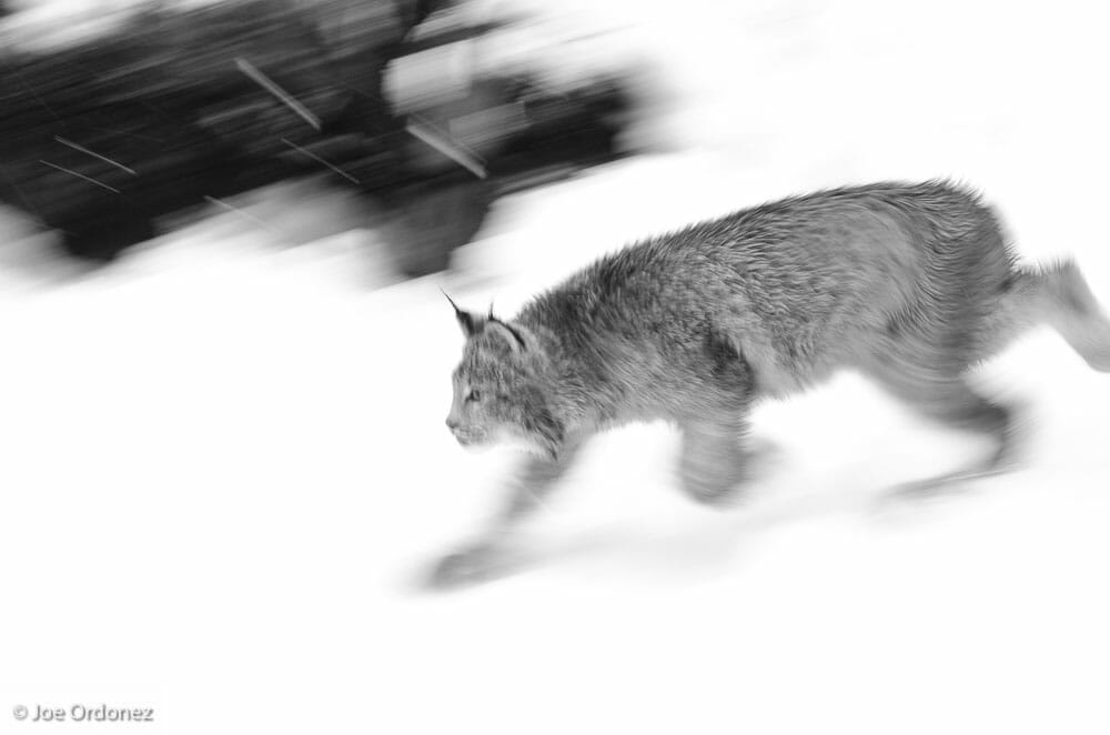 Off-season in Alaska: Two lynx photos