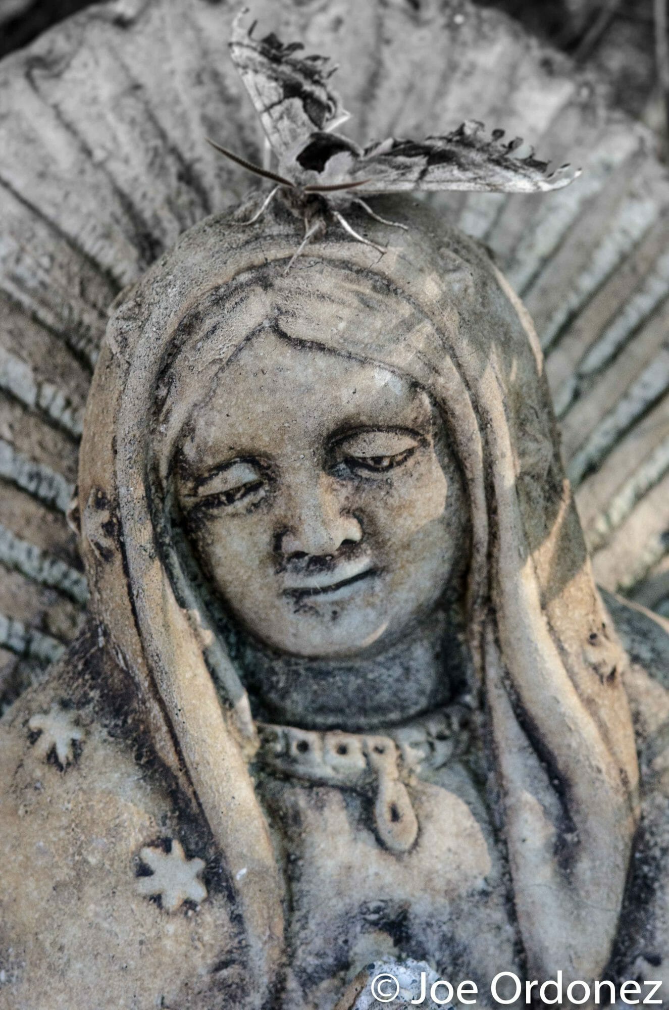 Happy Dia de la Virgen de Guadalupe: The Madonna and the Moth